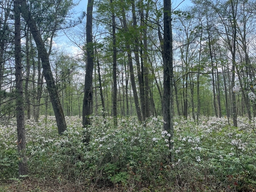 PA mountain laurel