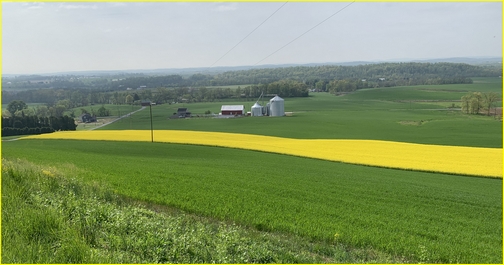 Rapeseed field, Lebanon County, 4/30/19 (Click to enlarge)