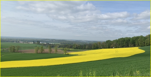 Rapeseed field, Lebanon County, 4/30/19 (Click to enlarge)