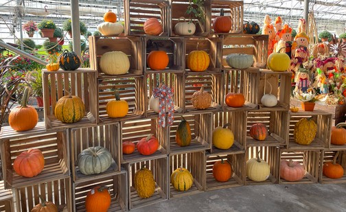 Reiff's Greenhouse pumpkins, Mifflinburg, PA 9/20/23