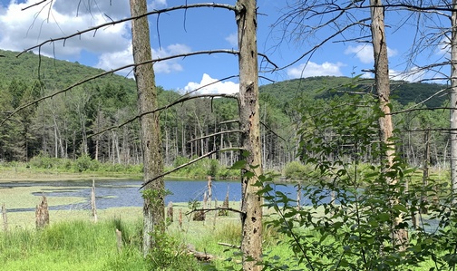 Stony Valley railroad trail beaver pond