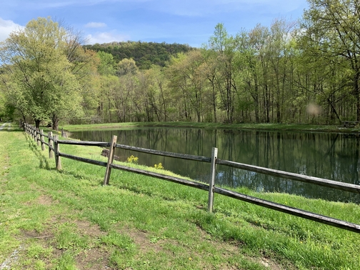 Swatara rail trail pond, Lebanon County, 4/30/19 (Click to enlarge)