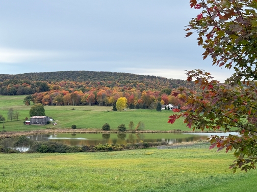Tioga Count foliage