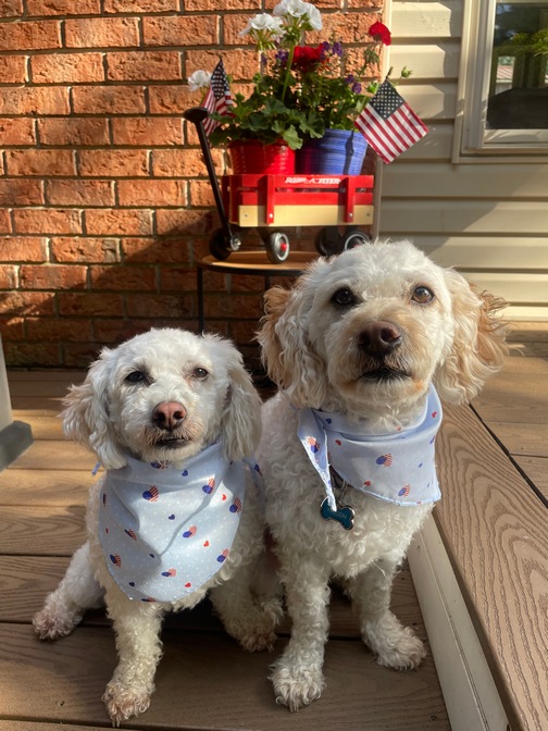 Pets on Memorial Day