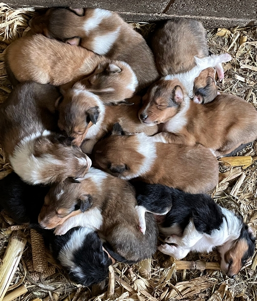 Puppies on the Old Windmill Farm