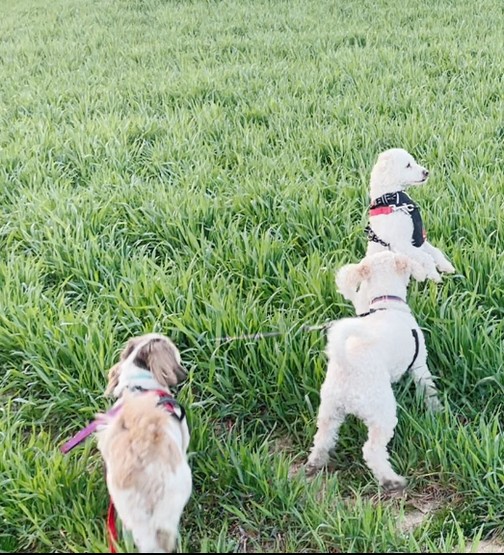 Pets in Rye field