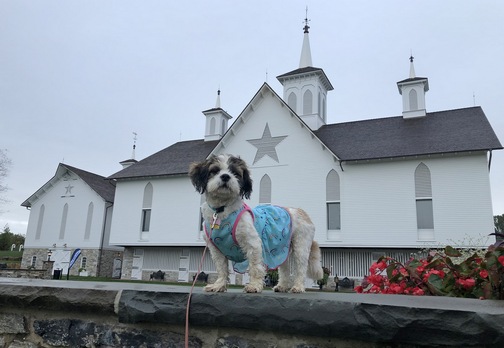 Sadie at Star Barn 9/14/19