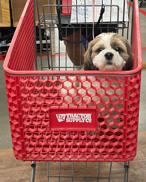 Sadie in Tractor Supply