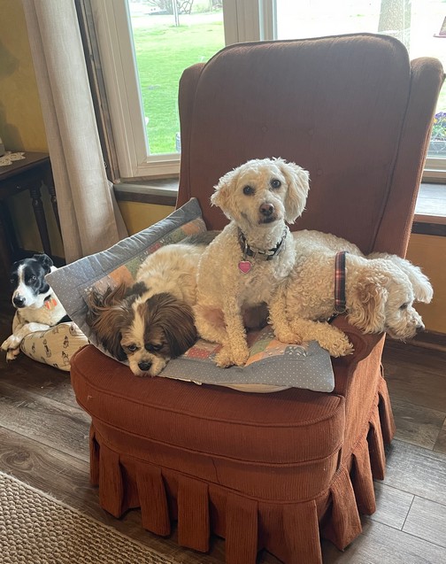 Pets sharing chair