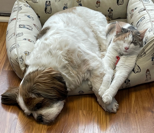 Pets sharing pillow