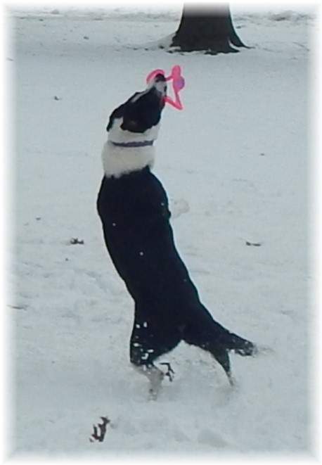 Frisbee in the snow