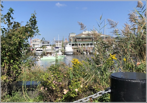 Lewes, DE harbor 10/7/18 (Click to enlarge)