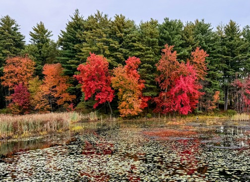 New Hampshire wetlands