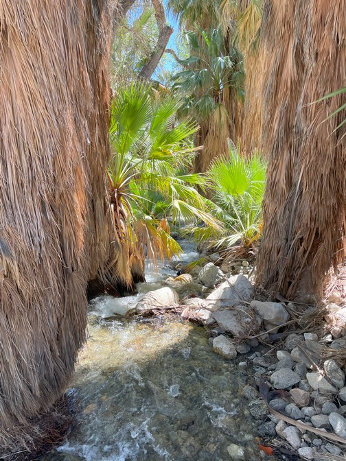 Andreas Canyon Palm Oasis