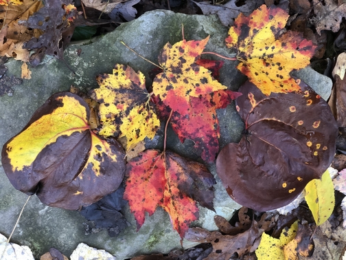 Appalachian Trail leaves