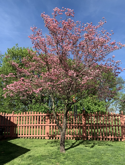 Backyard dogwood tree  4/24/19