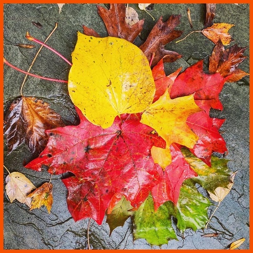 Colorful leaves (Nelson Longenecker)