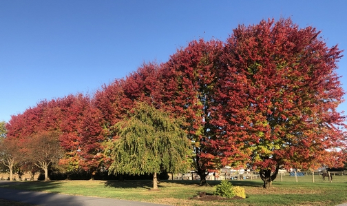 Colorful trees 10/24/19 (Click to enlarge)