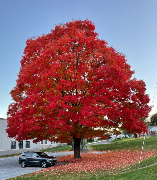 Maple tree in Cornwall. PA