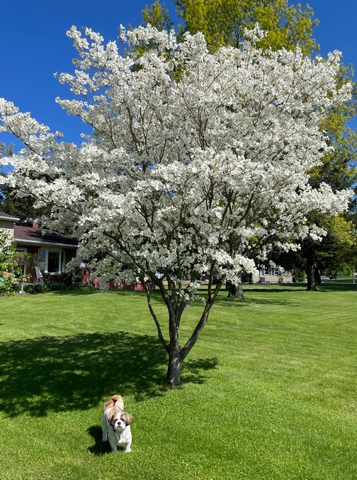Our white dogwood tree