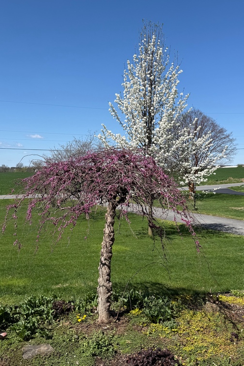Flowering trees in our front lawn