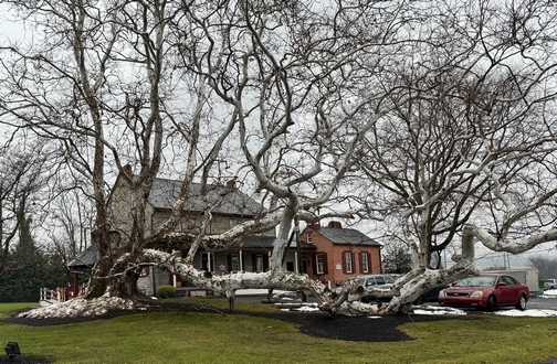 Oldest Sycamore tree in PA (Click to enlarge)