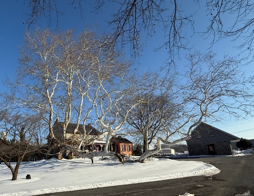 Lancaster County's oldest Sycamore