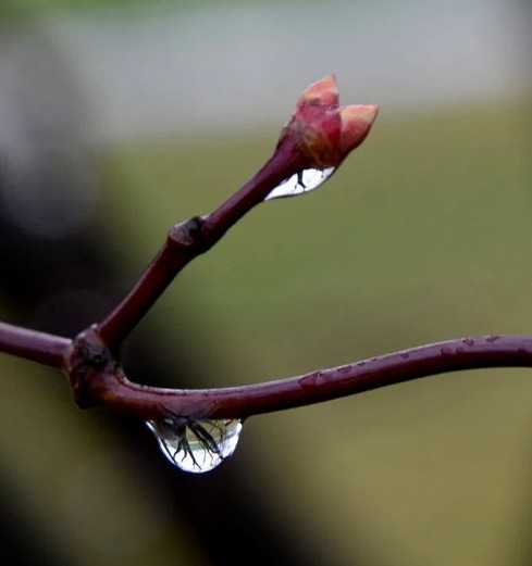 Raindrop on budding branch (photo by Doris High)