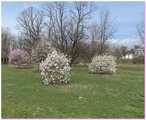 Union Canal flowering trees, Lebanon, PA 4/9/19 (Click to enlarge)