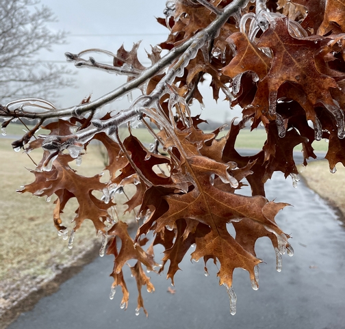 Icy leaves