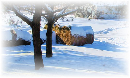 Winter hay (photo by Georgia)