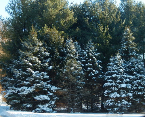 Snowy trees near Bainbridge, PA
