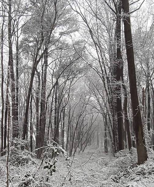 Snowy woods in Delaware (Duke)